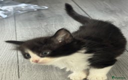 Mixed Breed cats for sale: Kittens for sale  - Image 16