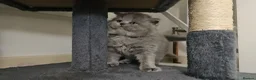 British Shorthair cats for sale: British short hair kittens  - Advert 13