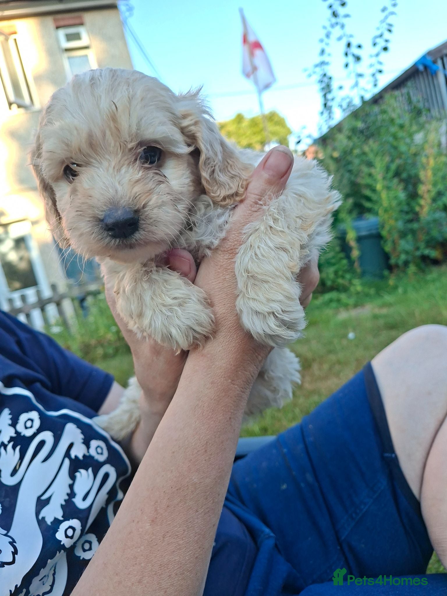 Cockapoo dogs Reduced ## £1100 three cockerpoo pups - Advert 1