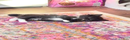 Mixed Breed cats for sale: 1x Ragdoll x Turkish Angora kitten - Advert 4