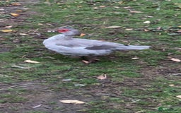 Ducks poultry for sale: Muscovy ducks for sale - Image 1