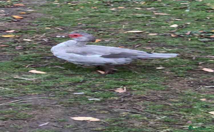 Ducks poultry - Advert 1