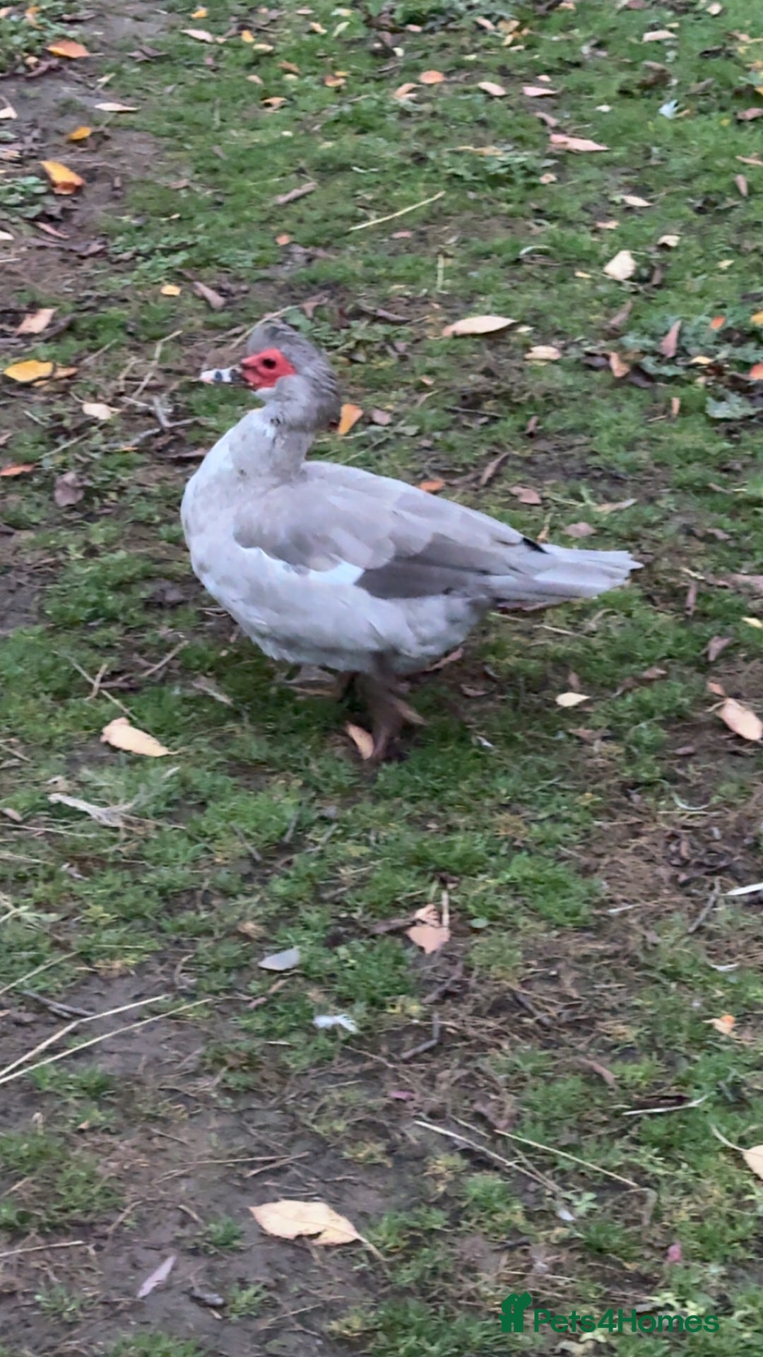Ducks poultry for sale: Muscovy ducks for sale - Image 1