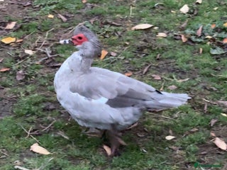 Ducks poultry - Advert 1