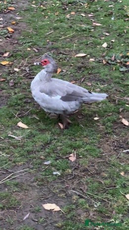 Ducks poultry - Advert 1