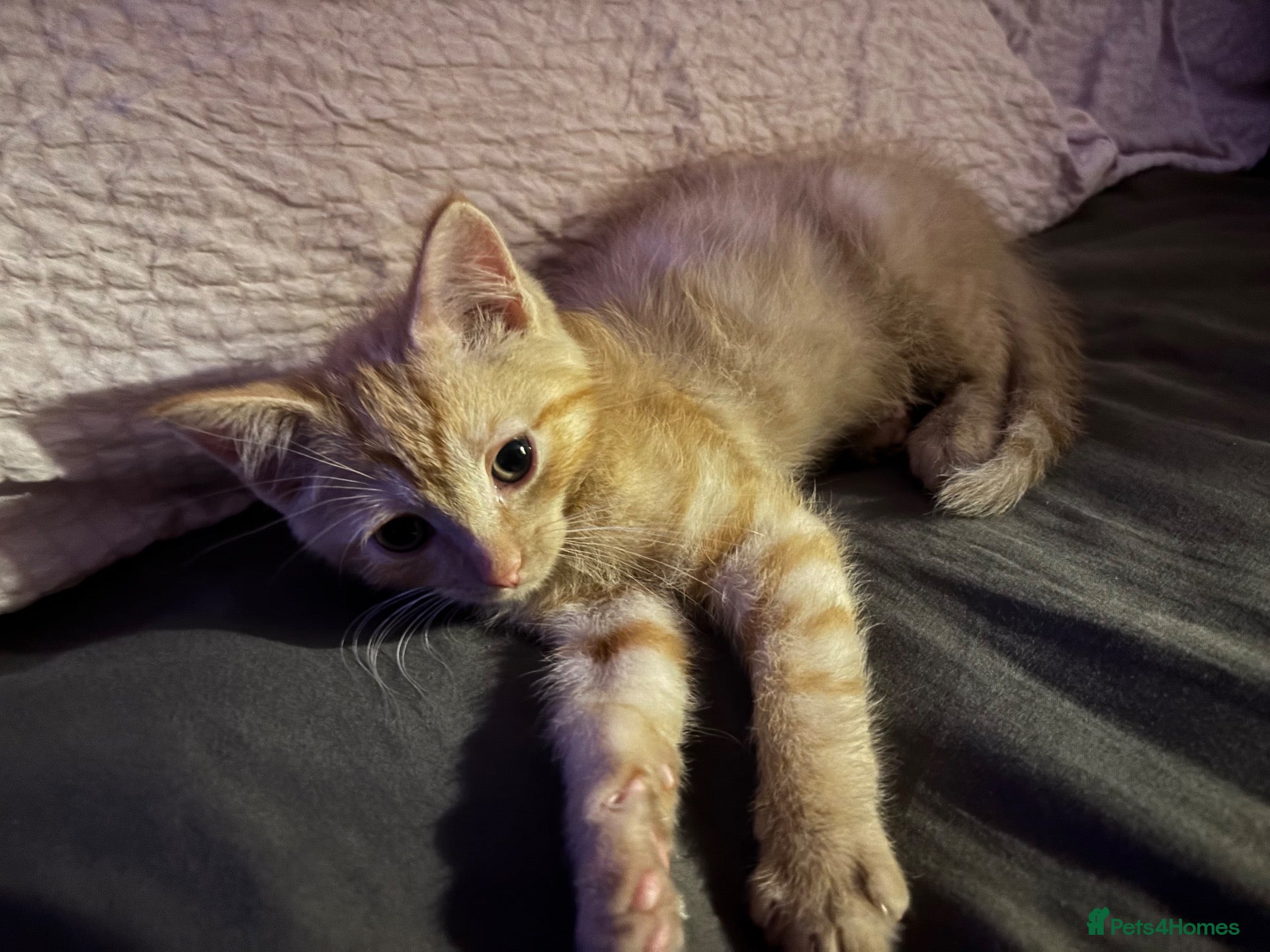 Brazilian Shorthair cats 8 week old beautiful female and male kitten  - Advert 2