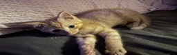 Brazilian Shorthair cats for sale: 8 week old beautiful female and male kitten  - Advert 1
