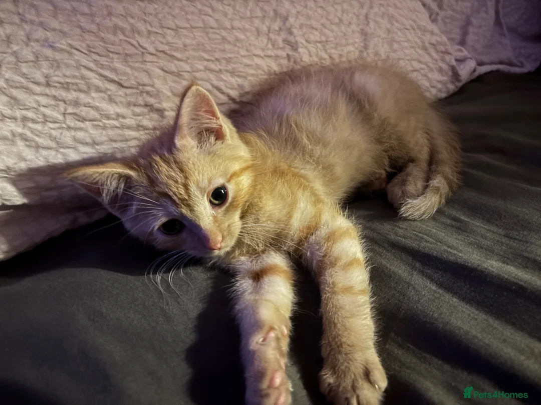 Brazilian Shorthair cats for sale: 8 week old beautiful female and male kitten  - Advert 1