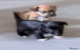 Mixed Breed dogs for sale: Miniature mix breed puppies  - Image 6