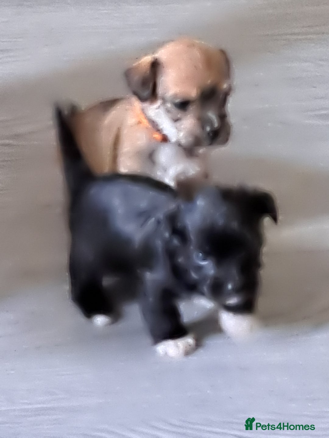 Mixed Breed dogs for sale: Miniature mix breed puppies  - Image 6