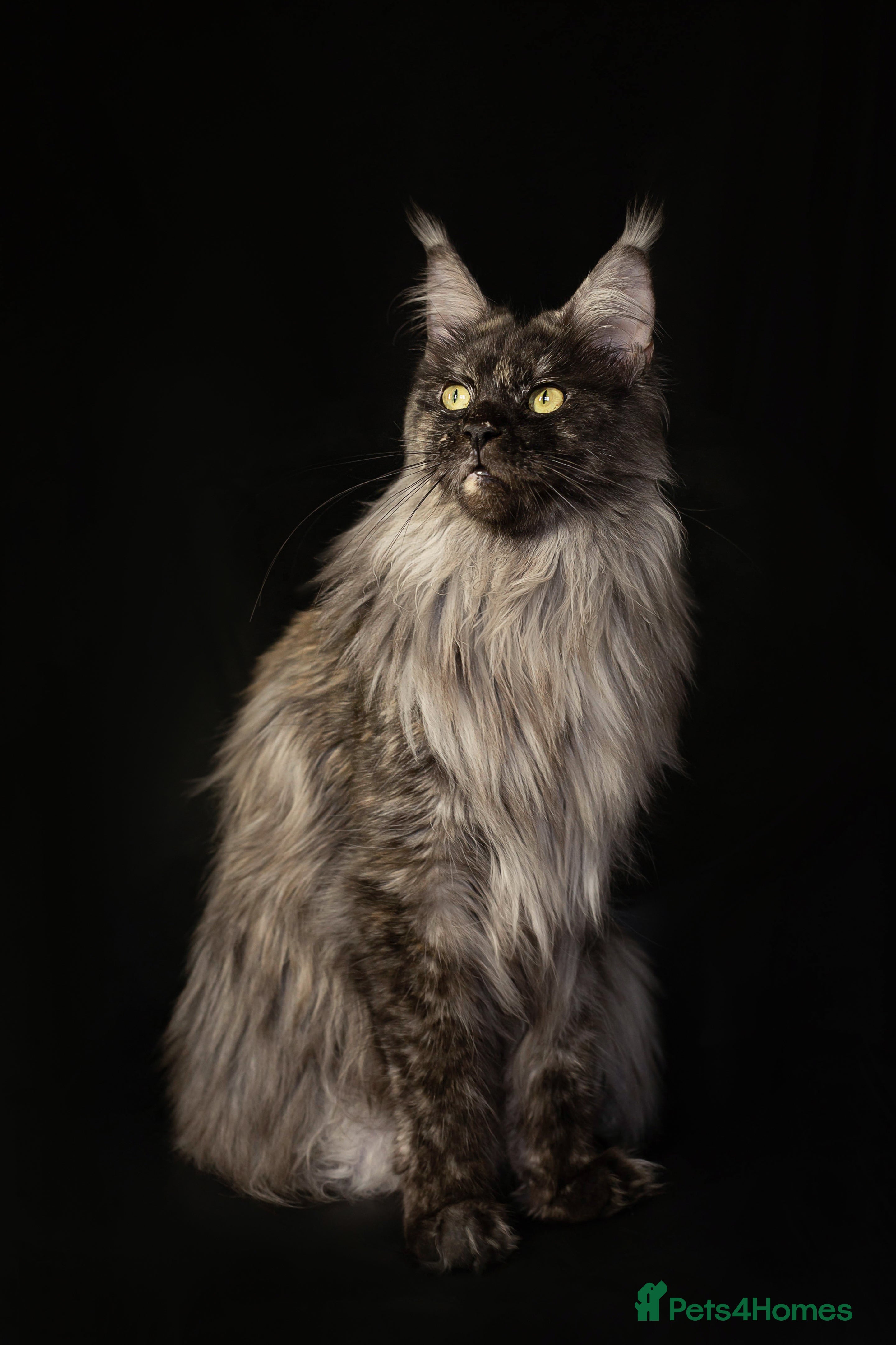 Maine Coon cats Maine Coon girl - Advert 1