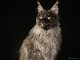 Maine Coon cats Maine Coon girl - Advert 1