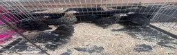 Mixed Breed livestock for sale: Point of lay Pekin hens for sale - read full first - Advert 14