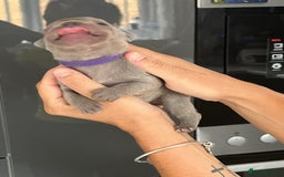 French Bulldog dogs for sale: Ready to leave on the 12th of September - Image 5