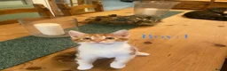 British Shorthair cats for sale: British Shorthair Kittens  - Advert 15