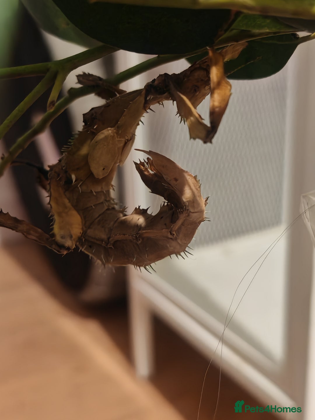 Stick Insects invertebrates for sale: Extatosoma tiaratum, Australian walking stick Eggs - Advert 7