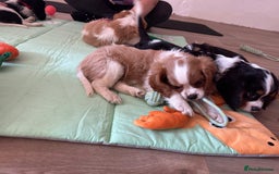 Cavalier King Charles Spaniel dogs for sale: Male KC reg & Health Tested Cavalier puppies - Image 25