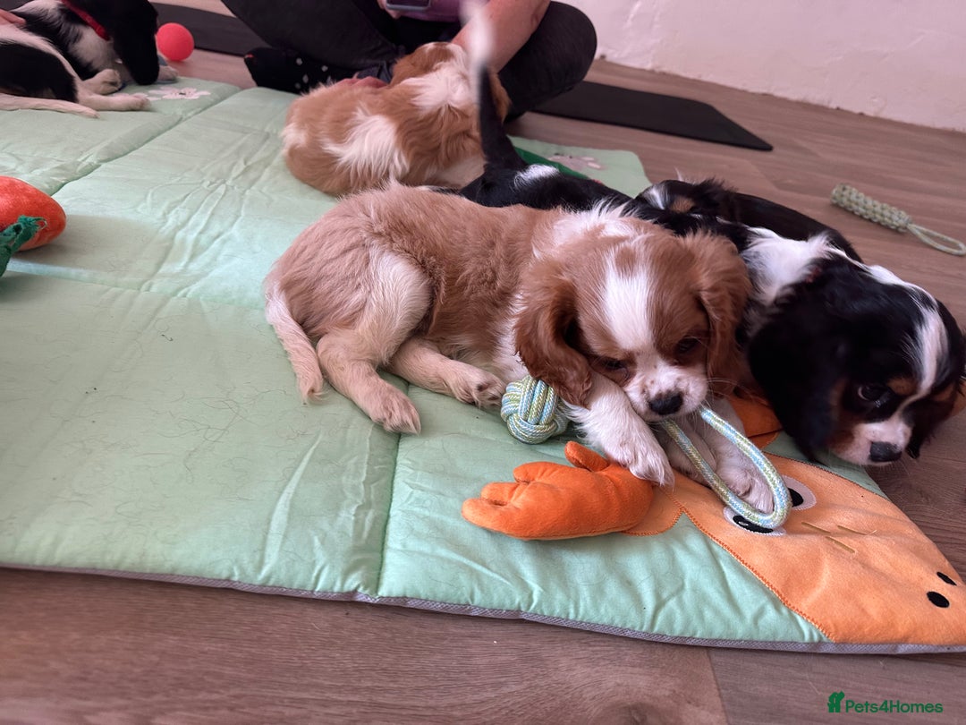 Cavalier King Charles Spaniel dogs for sale: Male KC reg & Health Tested Cavalier puppies - Image 25