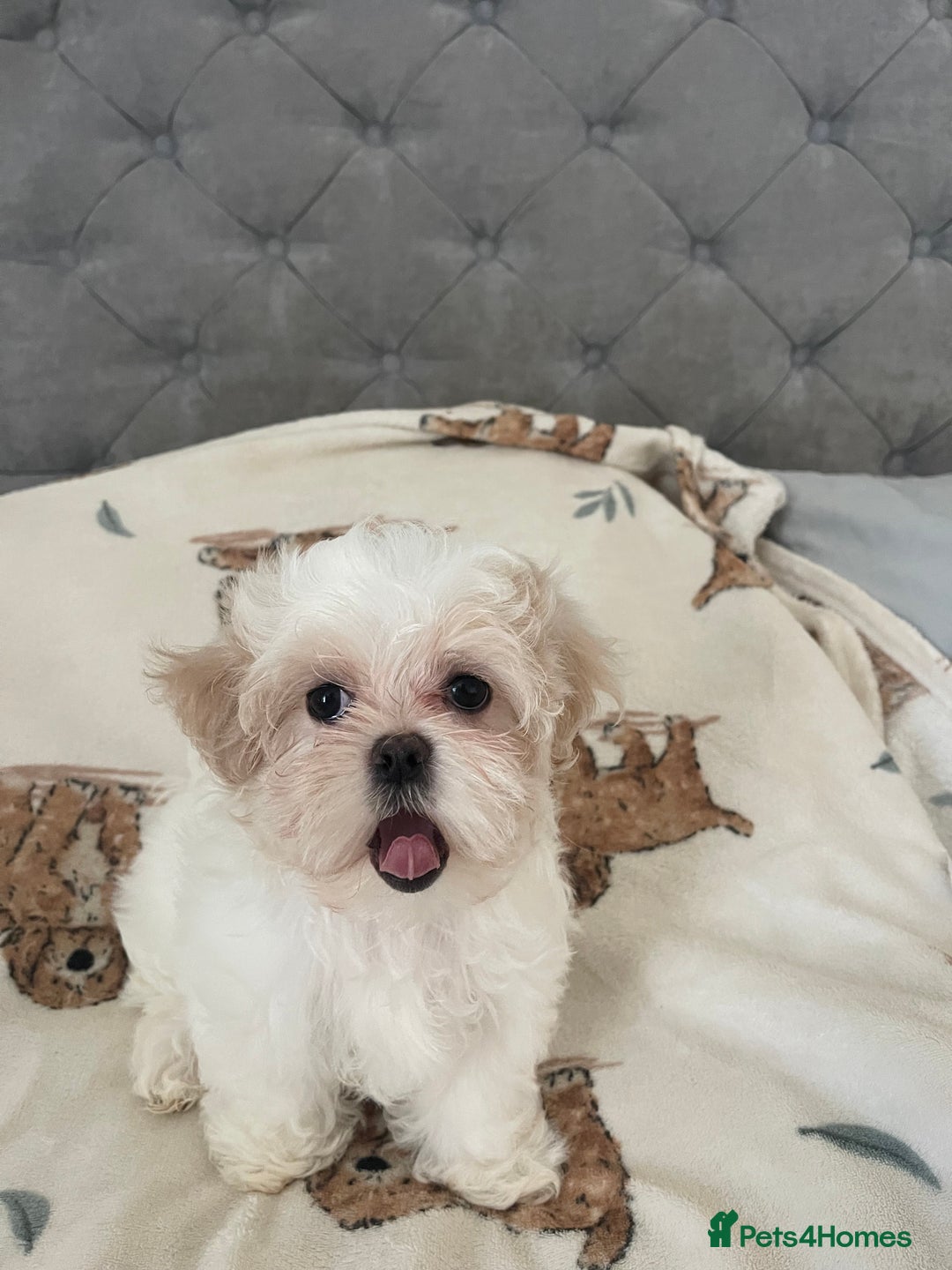 Maltese dogs for sale: *READY NOW* Korean Maltese x Malshi puppies 🐾 - Advert 7