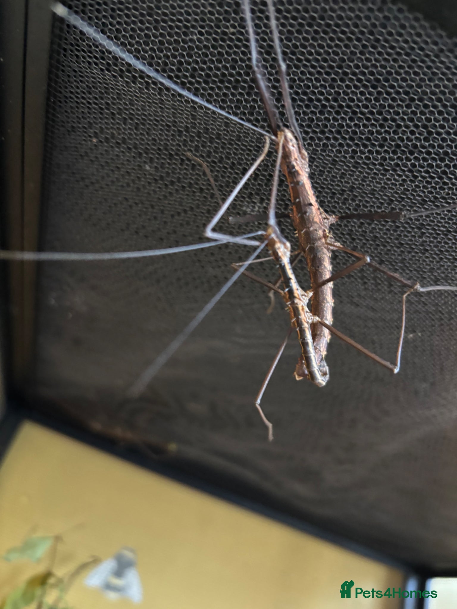 Praying Mantis invertebrates Stick insects & assassin bugs  - Advert 1