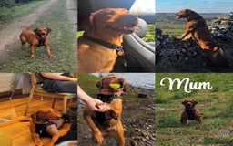 Labrador Retriever dogs for sale: Stunning Super Dark Red Labs from KC&health tested - Advert 11