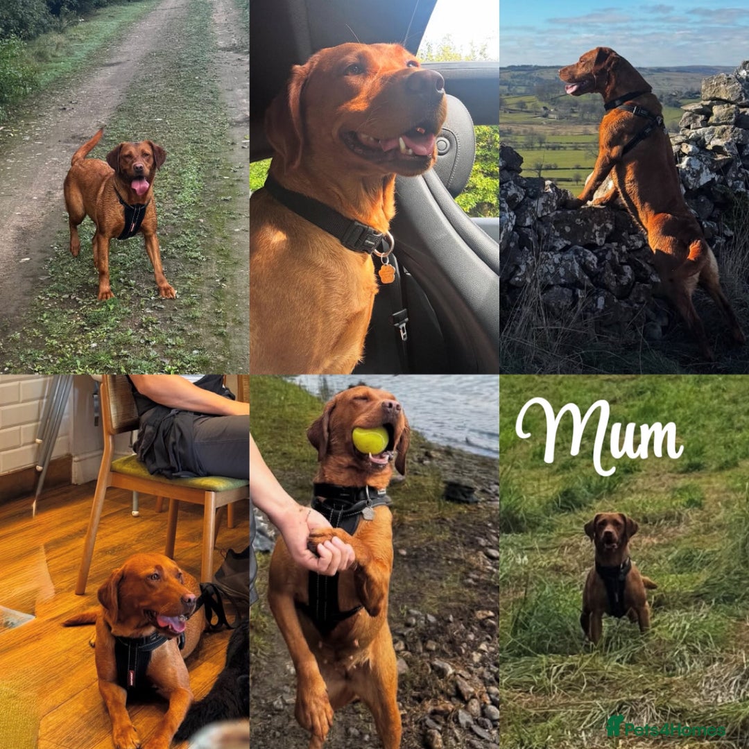 Labrador Retriever dogs for sale: Stunning Super Dark Red Labs from KC&health tested - Advert 11