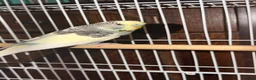 Budgerigars birds for sale: 12 Budgies Available  - Advert 3