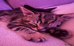 Domestic Shorthair cats for sale: 2 Kittens - 1x Male + 1x Female - Advert 2