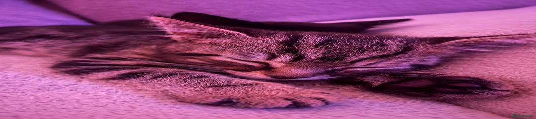 Domestic Shorthair Kitten 1