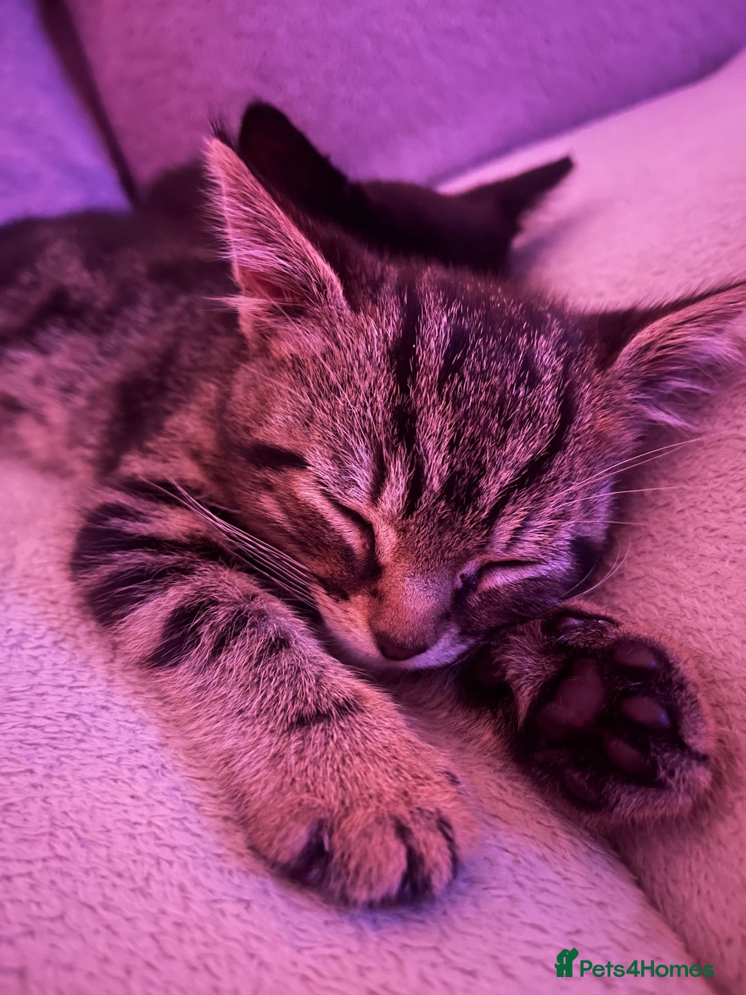 Domestic Shorthair cats for sale: 2 Kittens - 1x Male + 1x Female - Advert 2