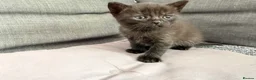 British Shorthair cats for sale: Pedigree British Shorthair Kittens – Ready May - Advert 16