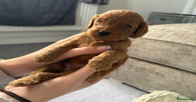 Cockapoo dogs - Advert 2