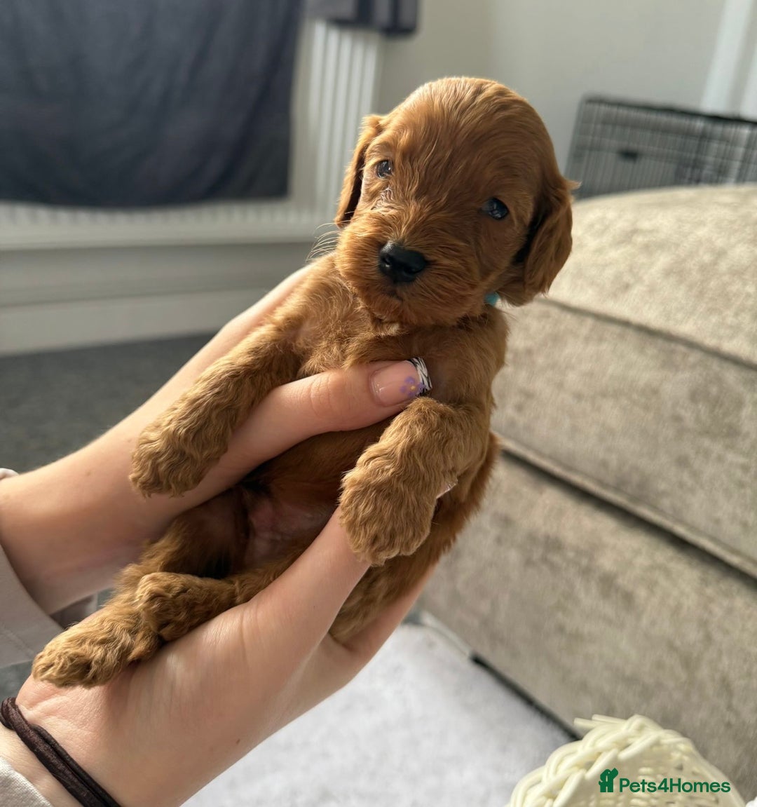 Cockapoo dogs for sale: 🌟 8 beautiful F1 b cockapoo puppies 🌟 - Image 2