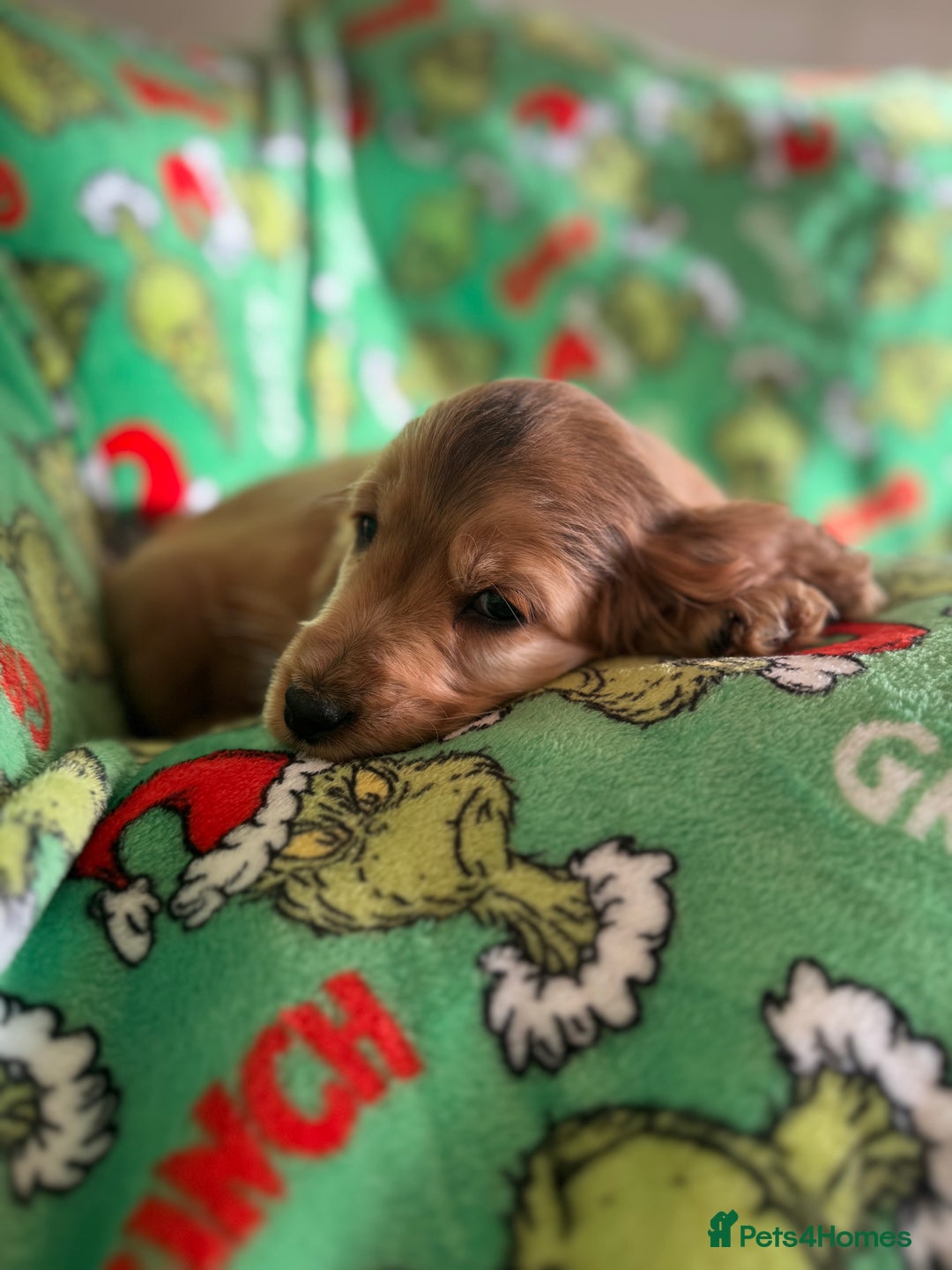 Cocker Spaniel dogs for sale: Show type boys   - Advert 11