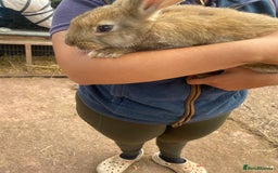 Continental Giant rabbits for sale: Continental giant - Image 4