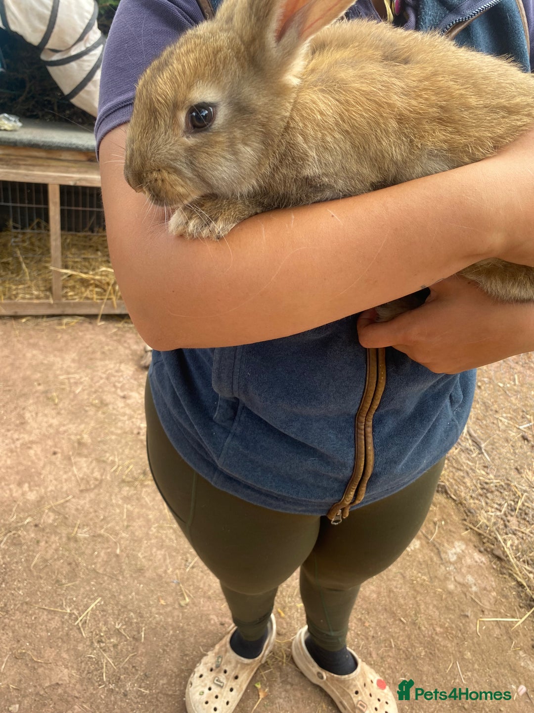 Continental Giant rabbits for sale: Continental giant - Image 4