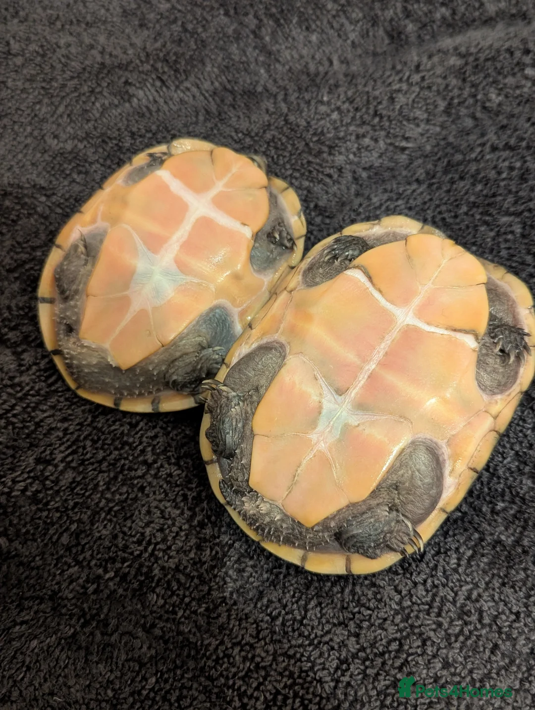 Turtle reptiles for sale: Pair of Female Musk Turtles - Terrapins - Advert 2