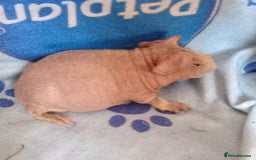 Guinea Pig rodents for sale: Skinnys - Werewolfs & Lakelands (Skinny Carriers - Image 5