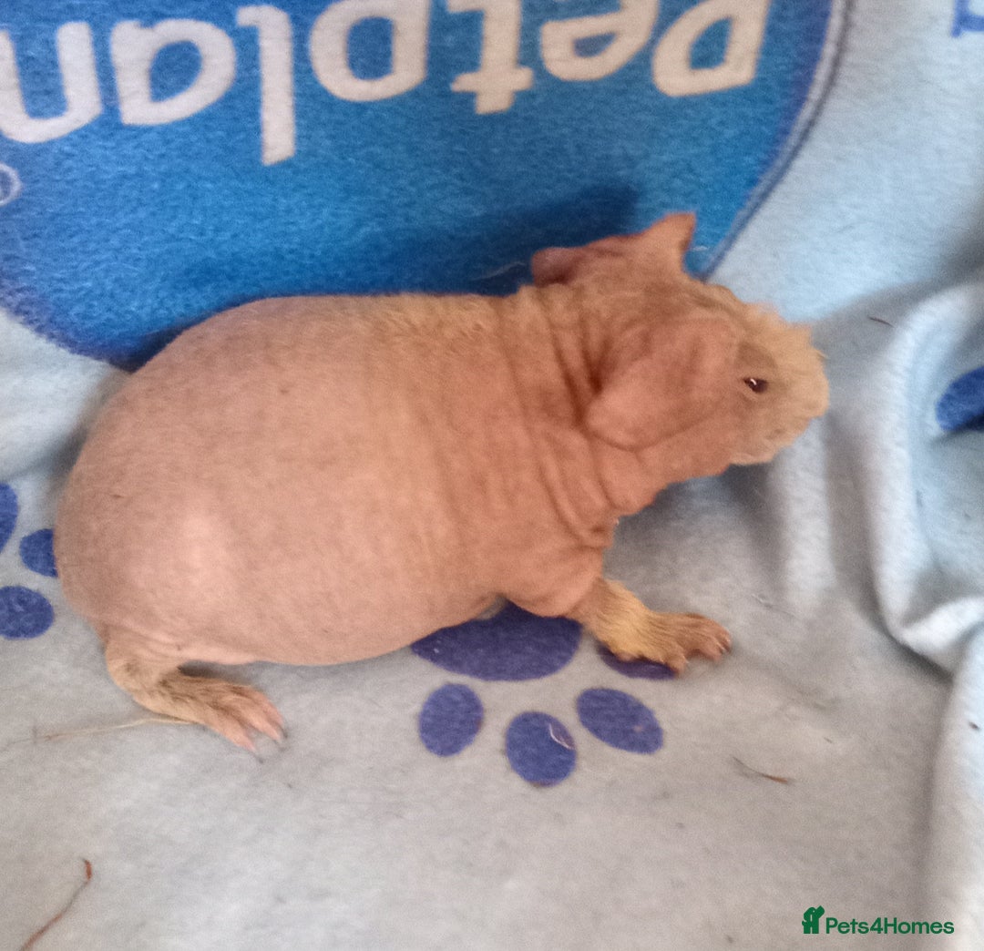 Guinea Pig rodents for sale: Skinnys - Werewolfs & Lakelands (Skinny Carriers - Image 5