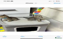 Scottish Fold cats for sale: Lovely kitten Highland delivery only Scotland Xx - Image 21