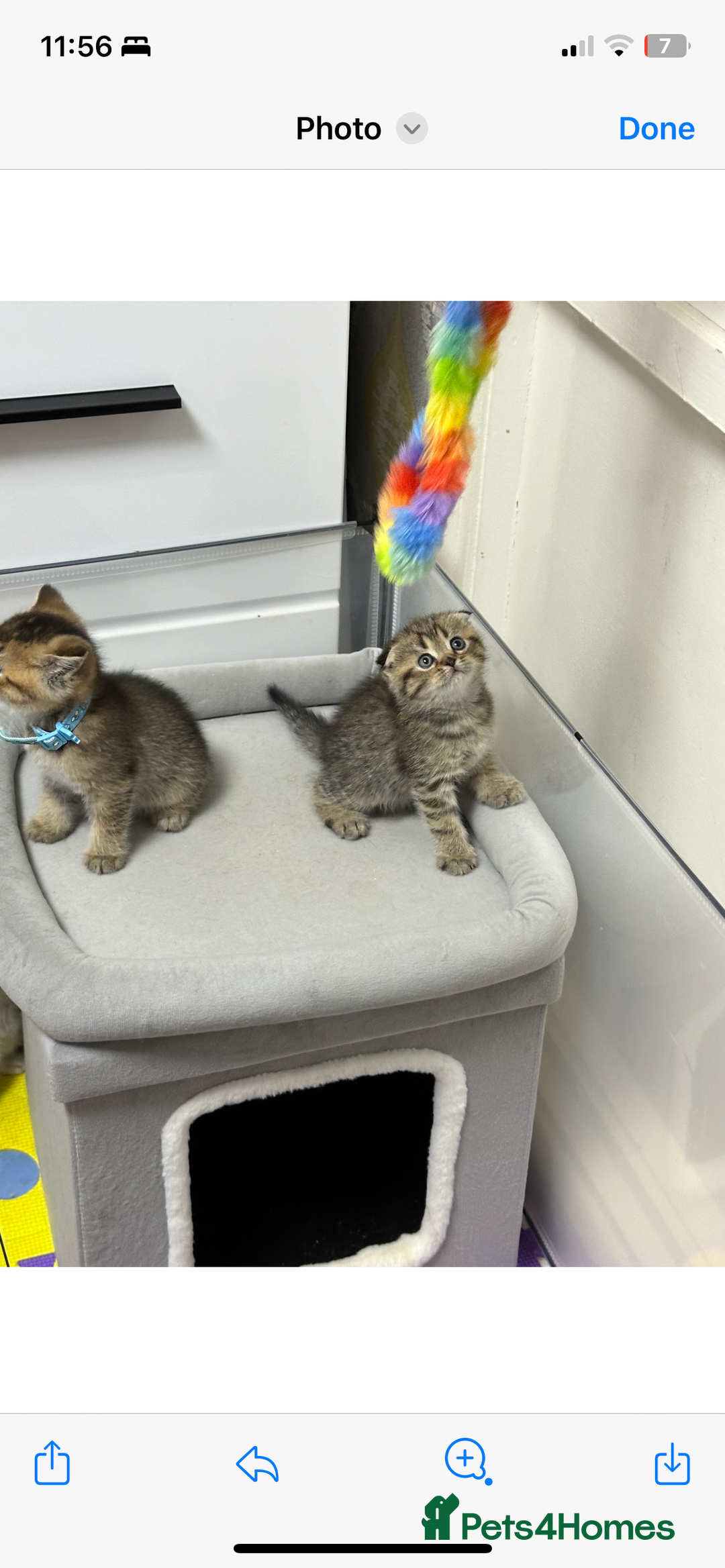 Scottish Fold cats for sale: Lovely kitten Highland delivery only Scotland Xx - Image 21