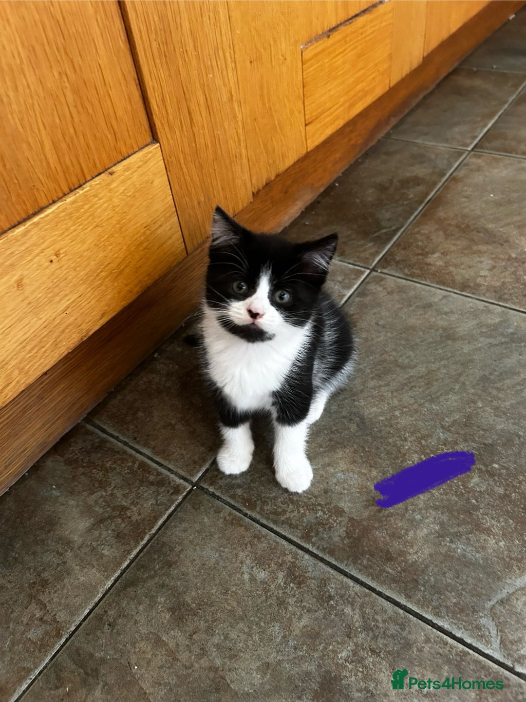 Mixed Breed cats for sale: 5 Mixed Breed Kittens For Sale ! - Image 5