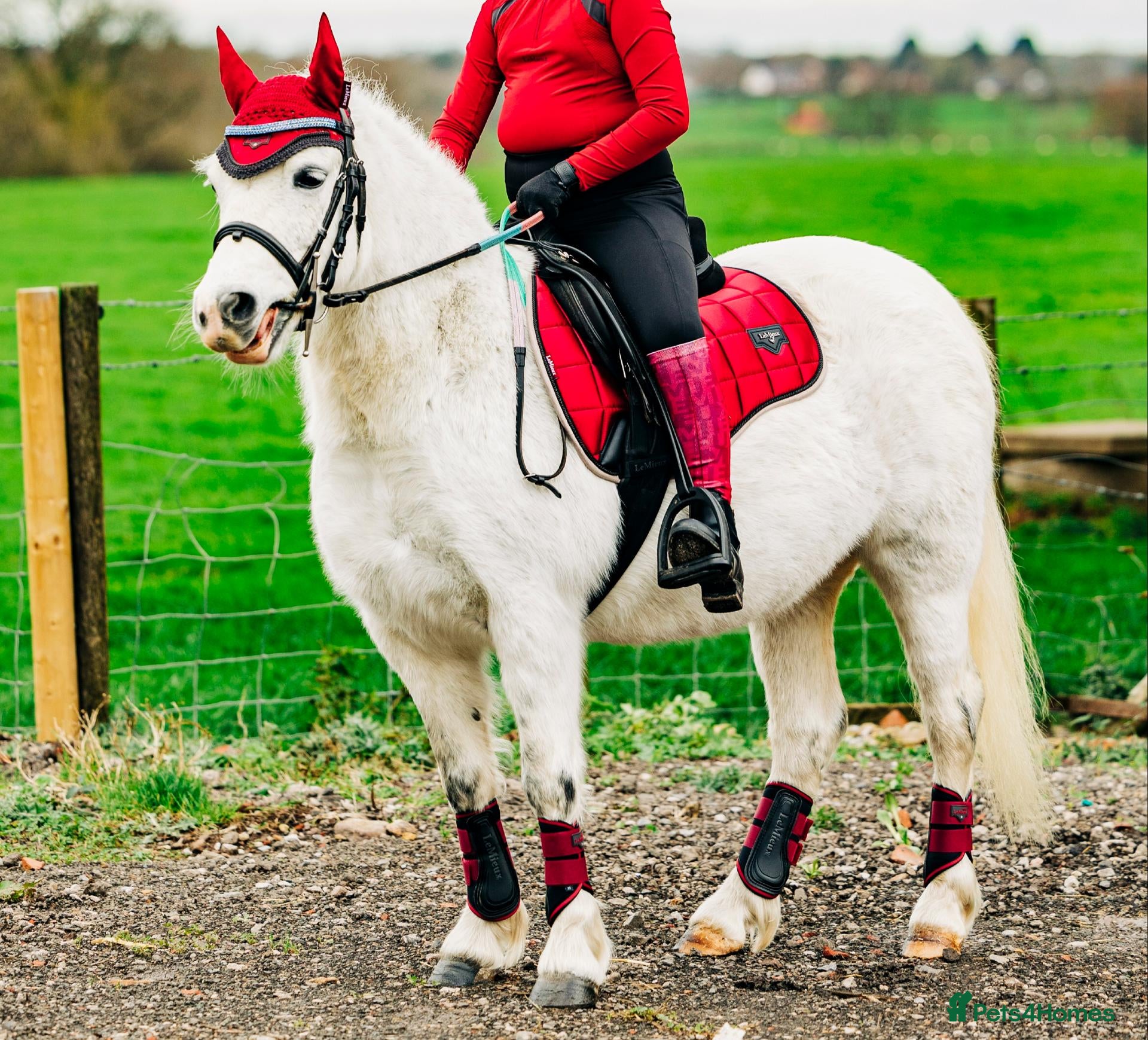 Welsh Section A horses **ELSA** Manorfields Silver Lady, FleaBitten Grey - Advert 2