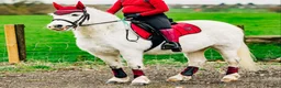 Welsh Section A horses for sale: **ELSA** Manorfields Silver Lady, FleaBitten Grey in Wigan - Advert 1