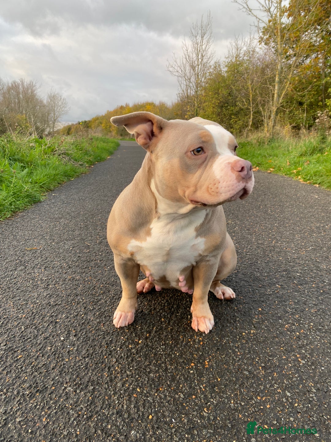 American Bully dogs for sale: Pocket Bully - Image 3