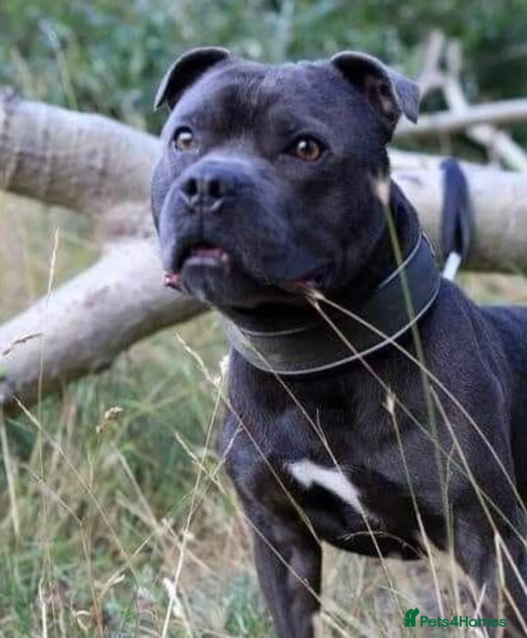 Staffordshire Bull Terrier dogs for stud: 🇬🇧 ONE & ONLY HERCULES, BLUE HEALTH TESTED STUD in Abingdon - Advert 8