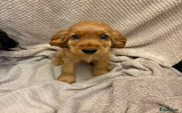 Cocker Spaniel dogs for sale: Show type cocker spaniels puppies  - Image 11