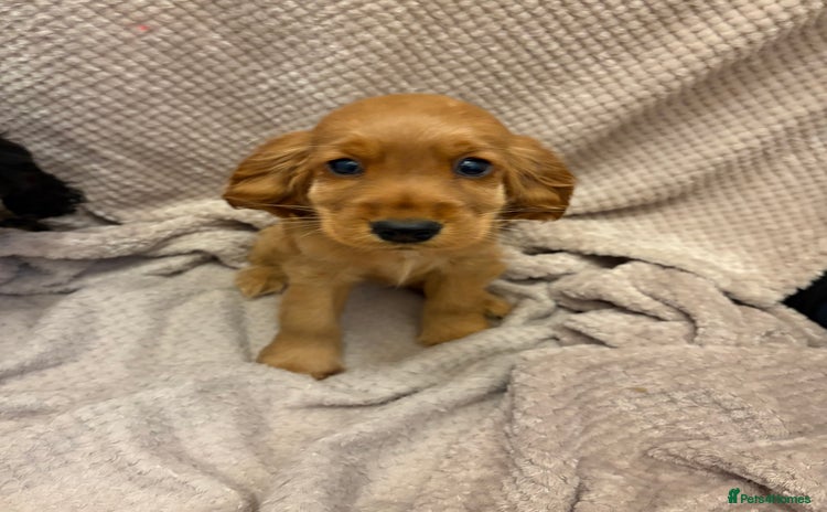 Cocker Spaniel dogs - Advert 8