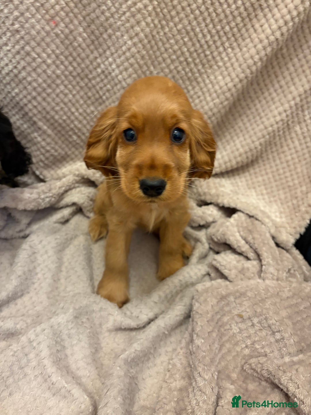 Cocker Spaniel dogs for sale: Show type cocker spaniels puppies  - Image 11