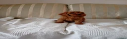 Cavapoo dogs for sale: Cavapoo  in Hull - Advert 10